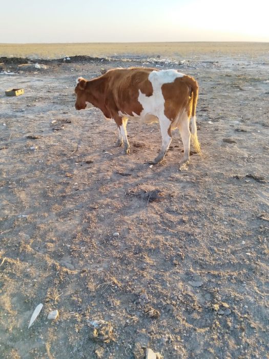 Сутти сиырлар буазы 2-3 литрдан күніне береды