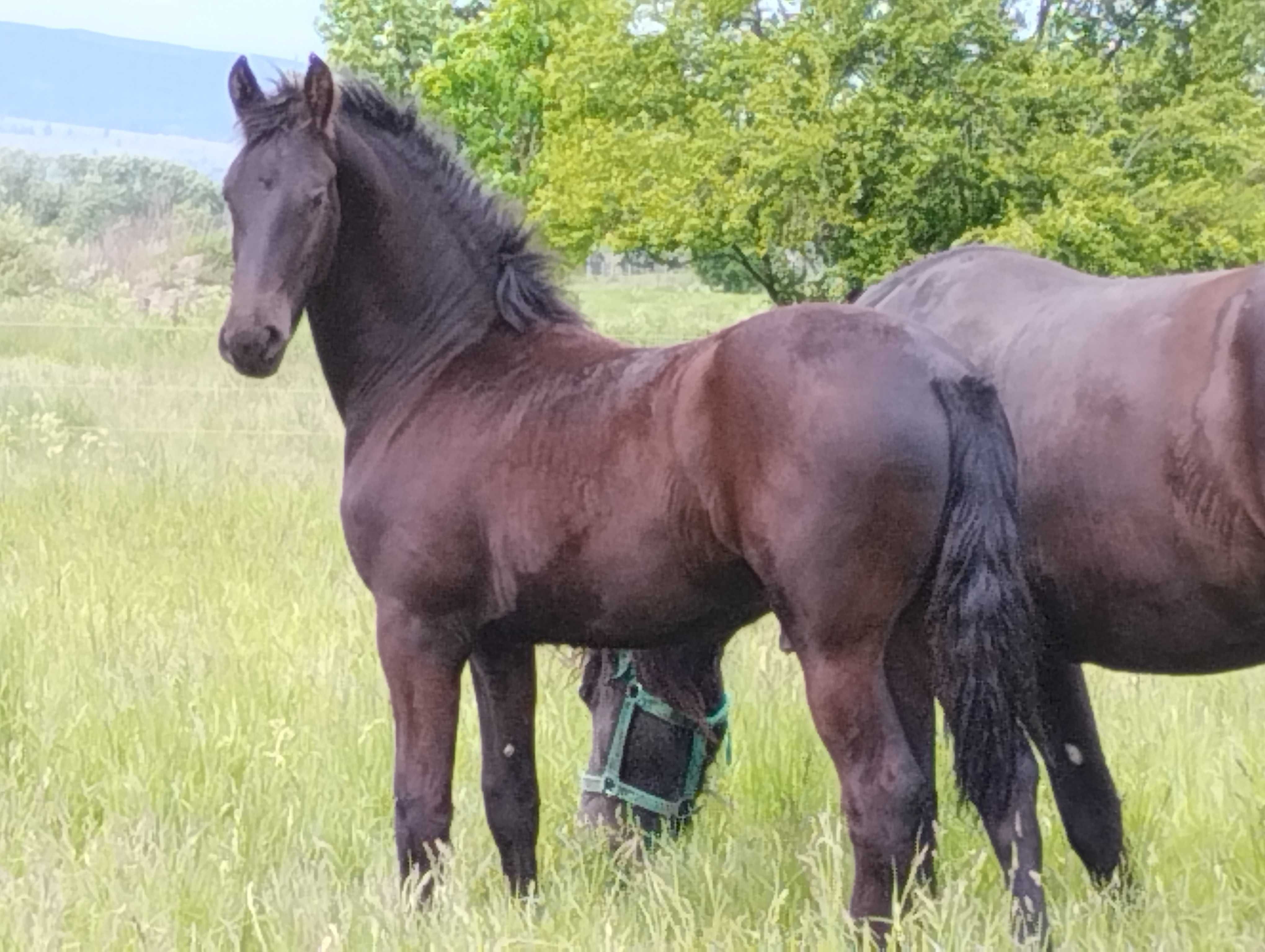 Lichidare cai friesian
