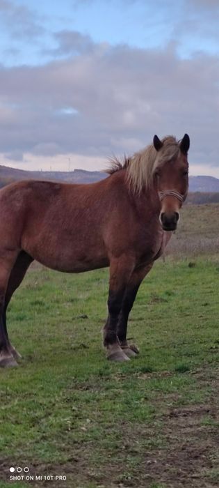 Vând 2 iepe gestante și o mânză de un an jumate