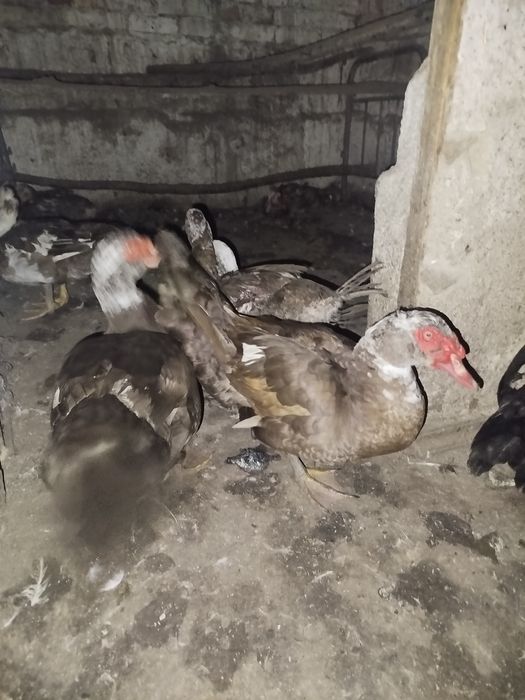 Селезни индоутки