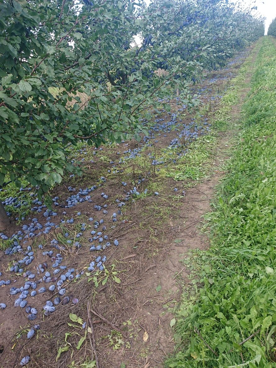 Vand PRUNE diverse soiuri