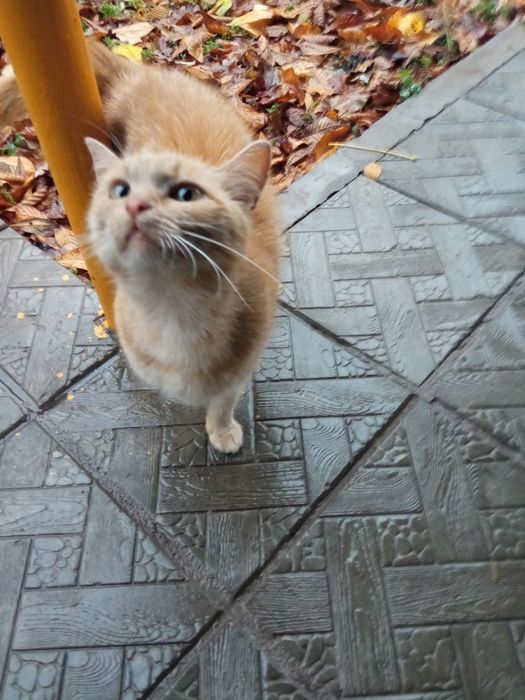 Кошка ласковая, красивая