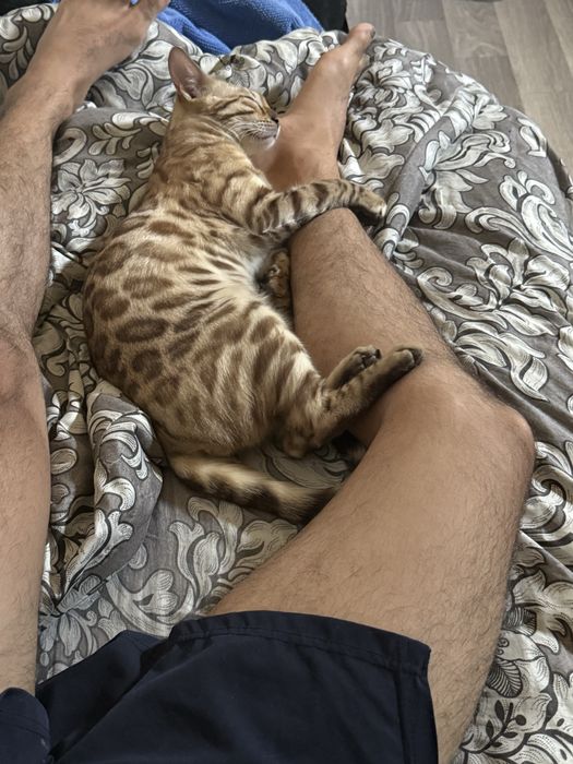 Бенгал мушукчалар тоза зотли