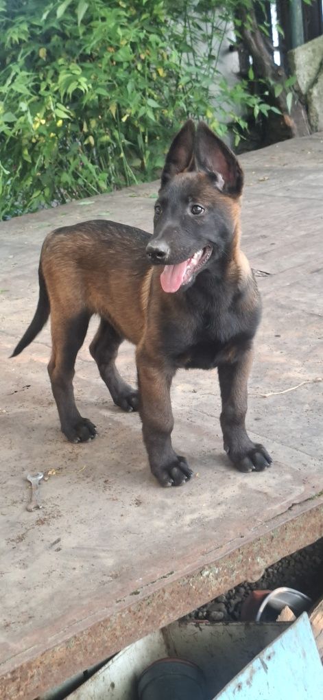 Ciobanesc belgian malinois