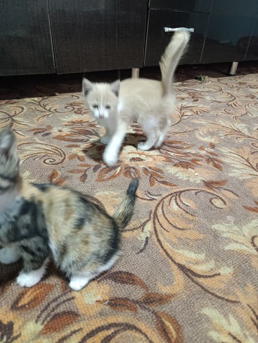 Aqlli chiroyli pishakcha onasi zotdor