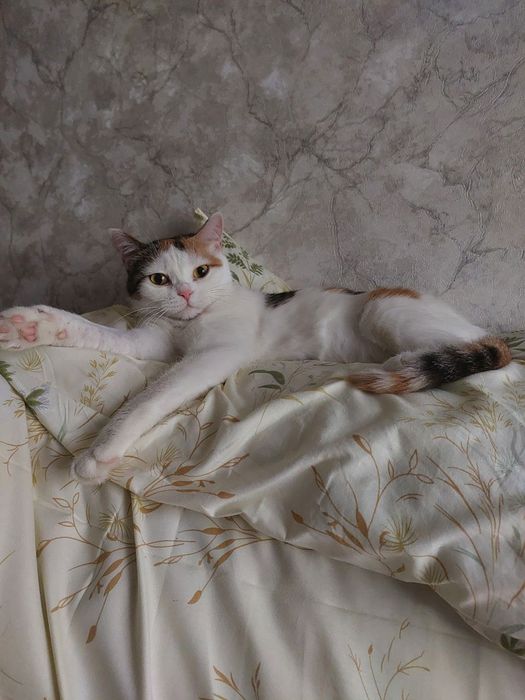 Чудесная ,нежная  и  воспитанная кошечка