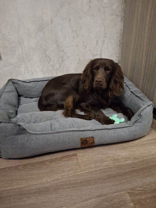 Вязка кобель спаниель