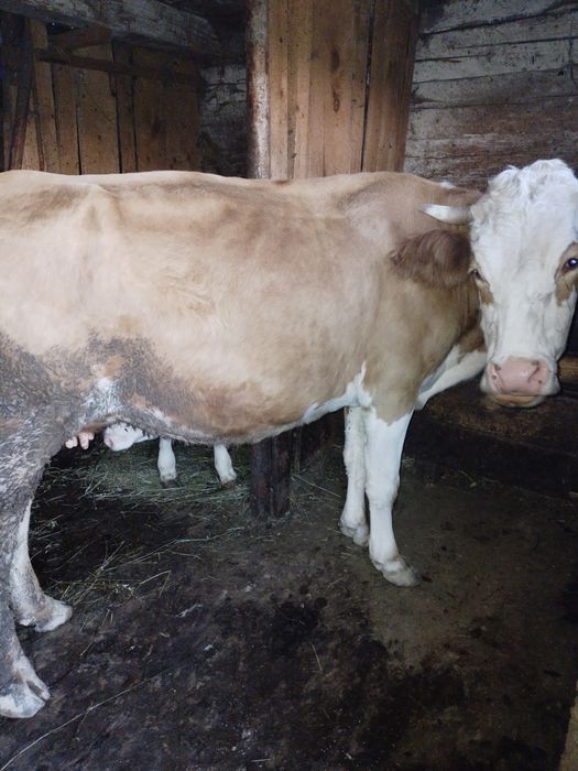 Vind o vaca baltata romaneasca