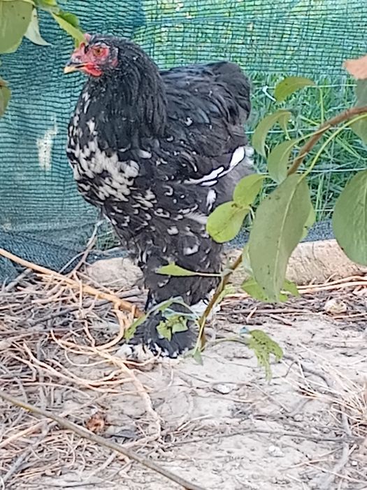 Cocoși 50 lei bucata