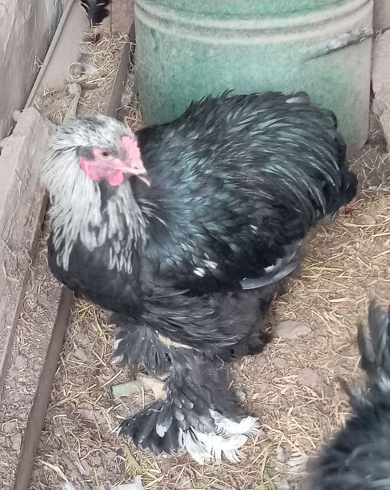 Продам петуха брам молодого