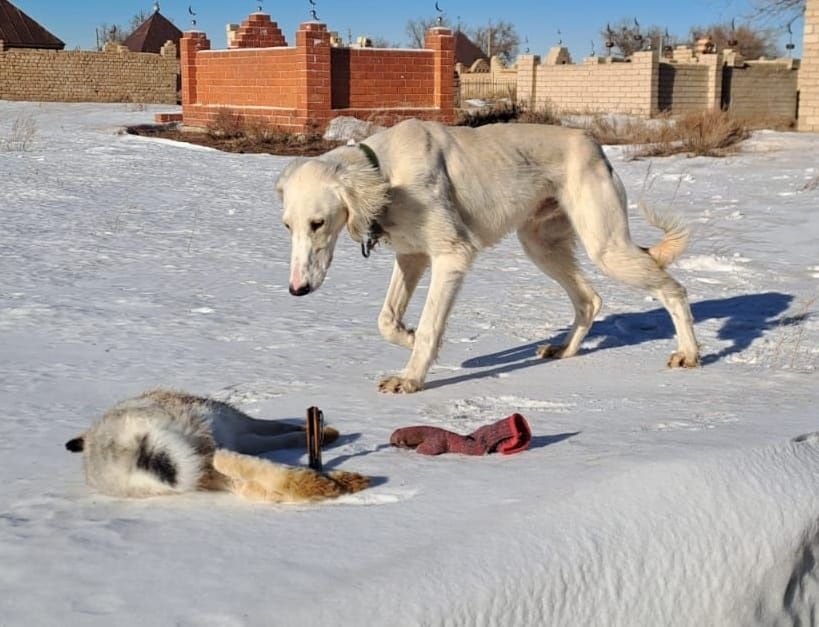 Шашак тазы сатылады Арлан