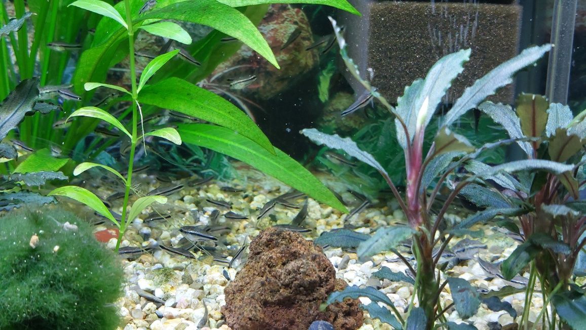Коридорас пигмей Corydoras Pygmaeus