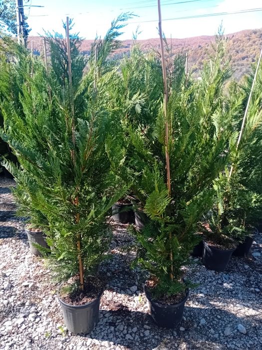 Vând chiparos cupresus leylandi diferite dimensiuni