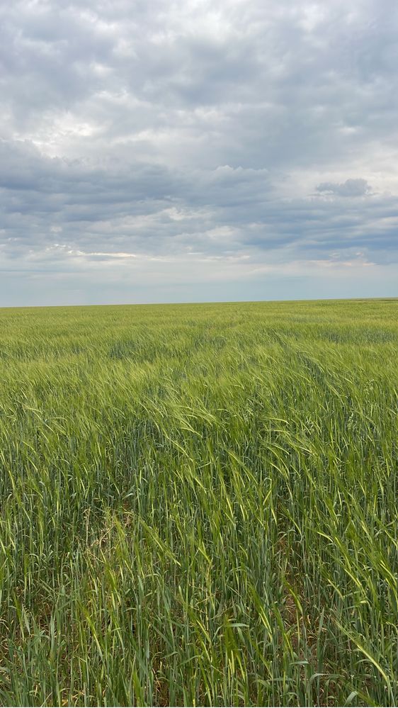 Продам земли сельхоз нахначения площадь 3900 геатар