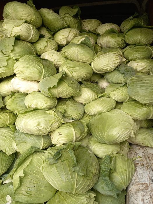 Varză plată de sarmale