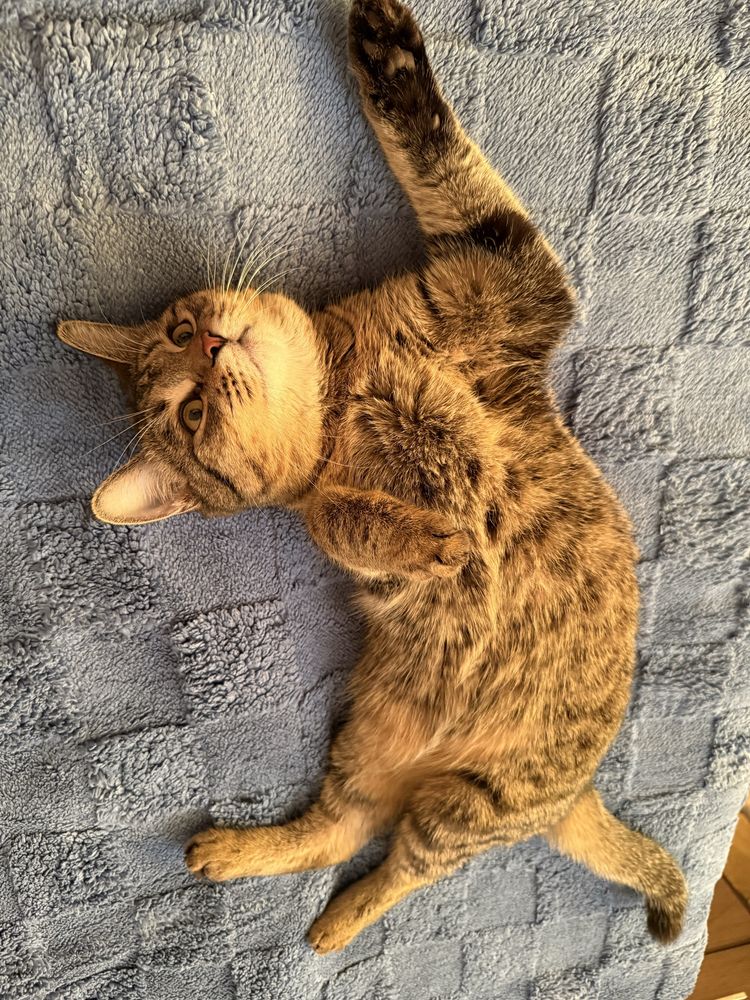 Кошку 1 годик бесплатно