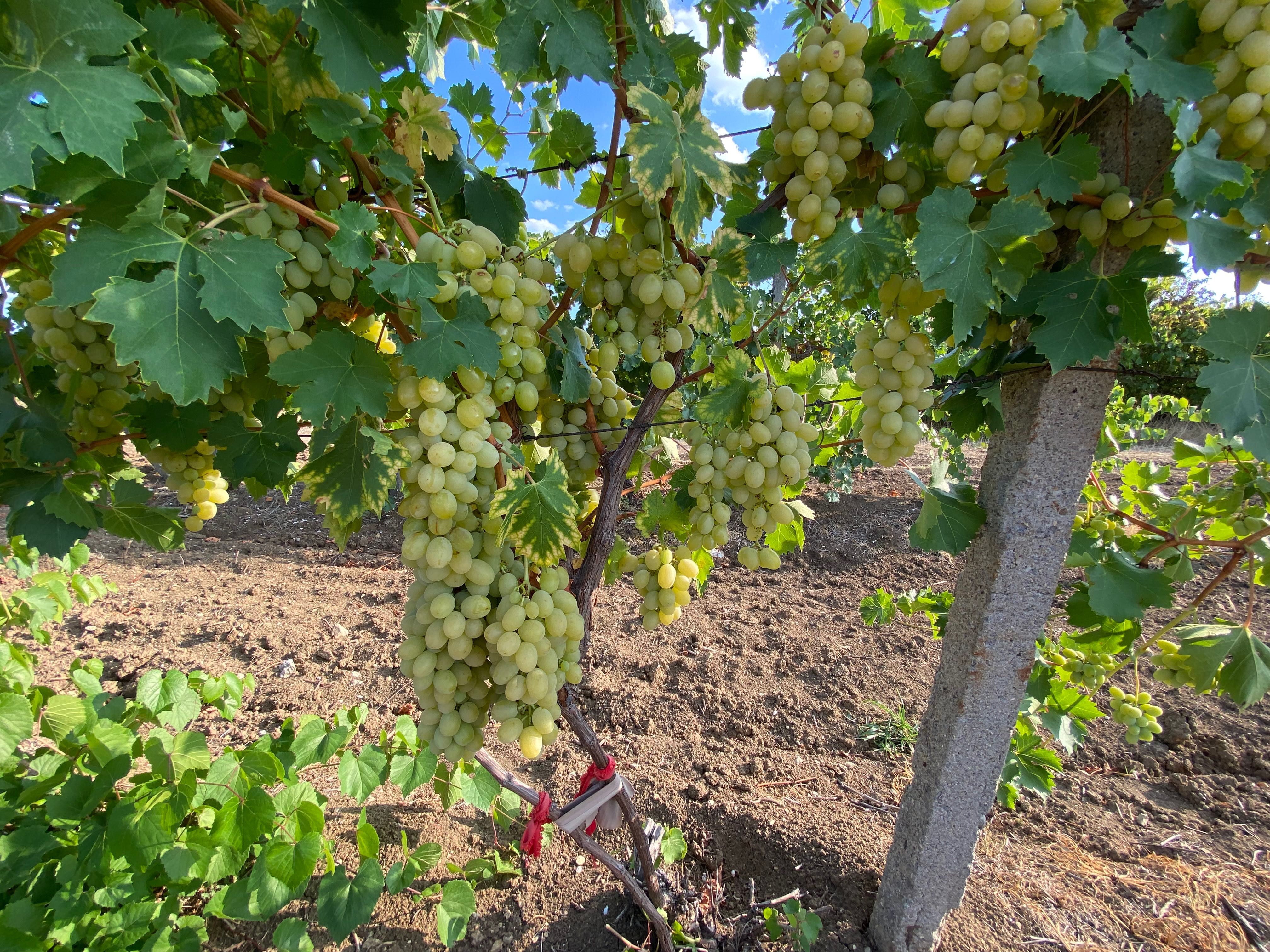 Продавам грозде Мерло,Памид и Брестовица