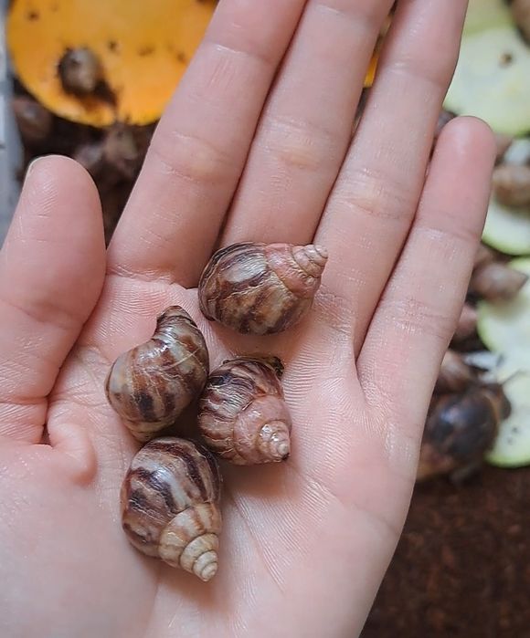 Ахатина стандартлар