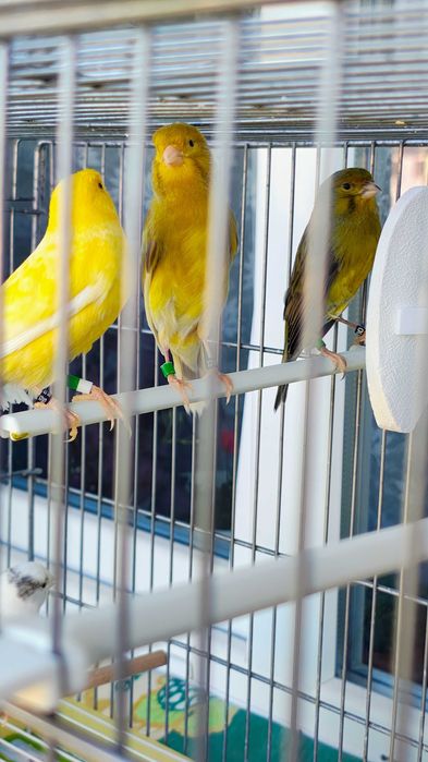 Продавам Канарчета Орфей