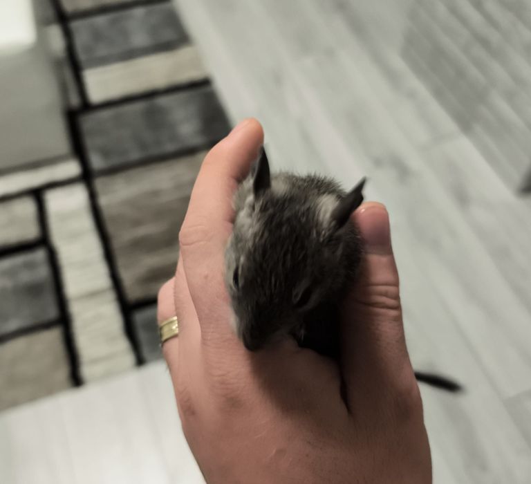 Vând pui veverițe degu