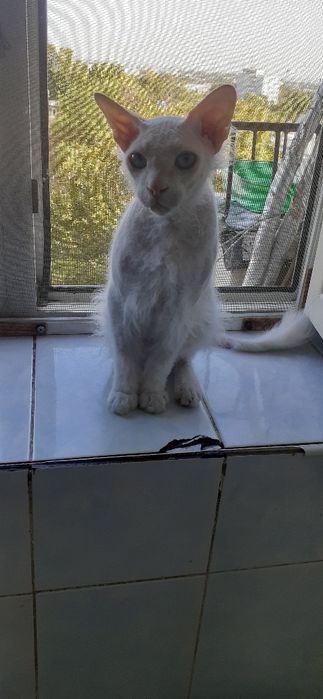 Продам трехдеьнию кошку