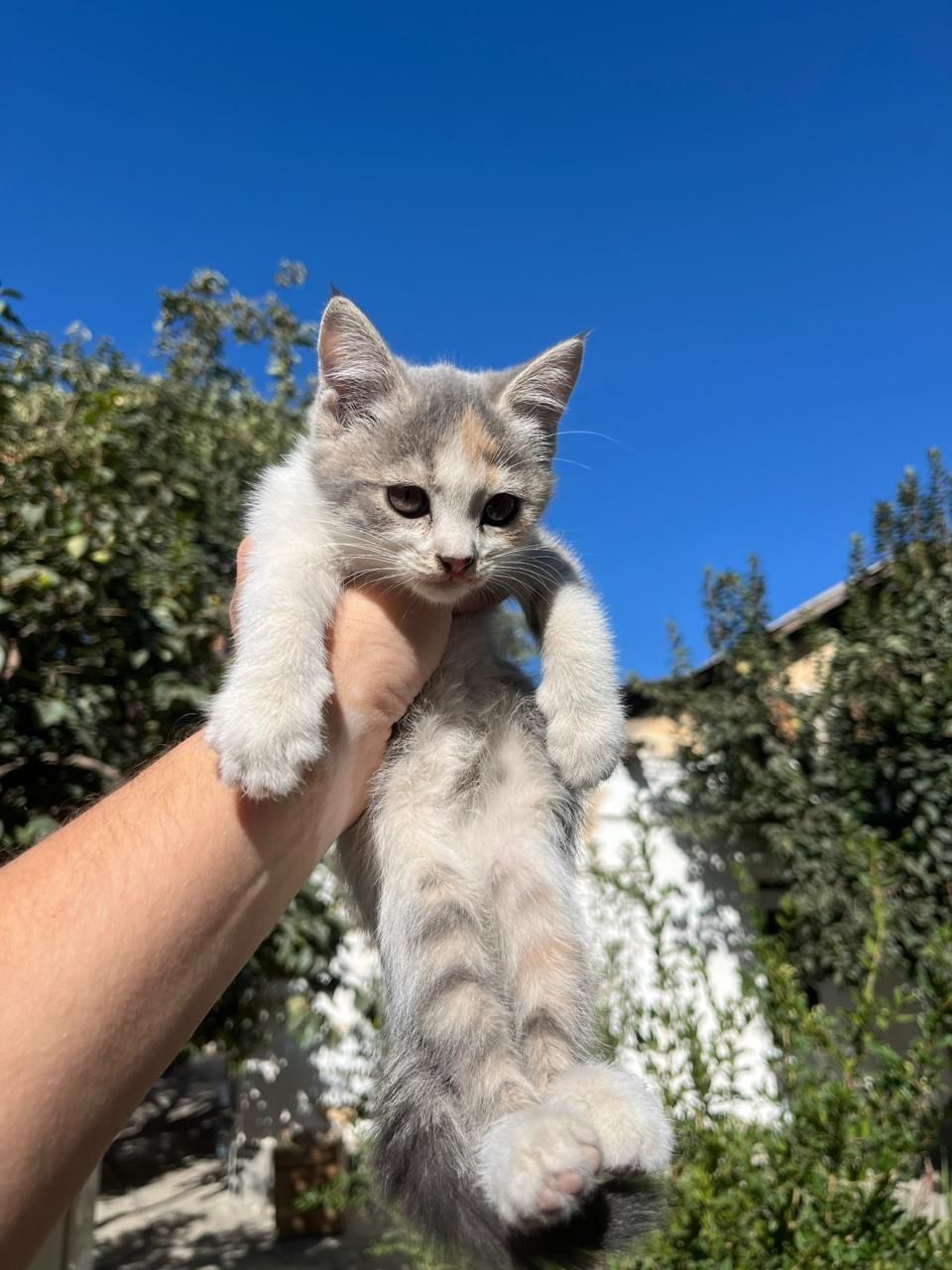 Котята бесплатно