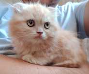 Продаётся котёнок хайленд скотиш фолд