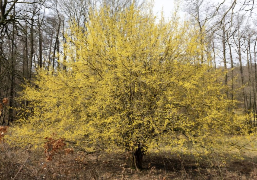 Puiet corn fructifer