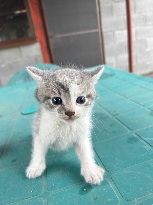 Подарявам котенца