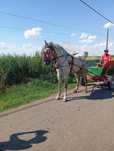 De vânzare cal castrat in vârstă de șase ani foarte cuminte și curat p