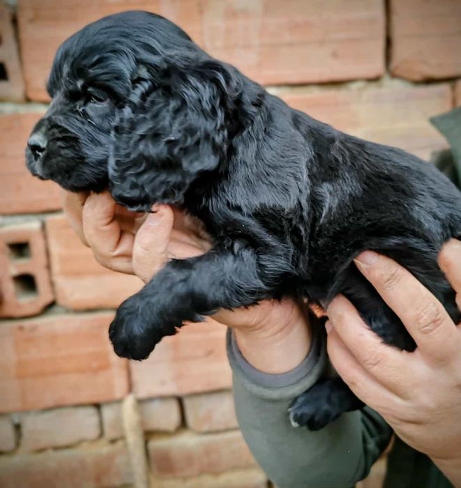 Мъжко и женско кученце Кокер-спрингер шпаньол