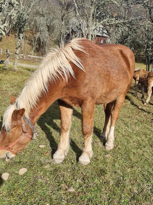 Manza de 2 ani jumătate