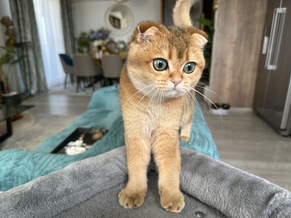 Scottish Fold Golden
