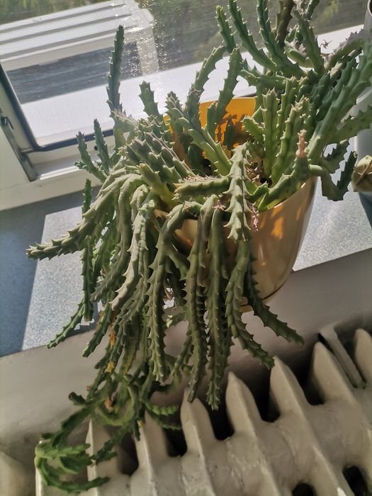 Planta apartament
