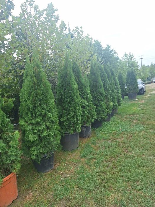 Tuia leylandii Tuia smarald