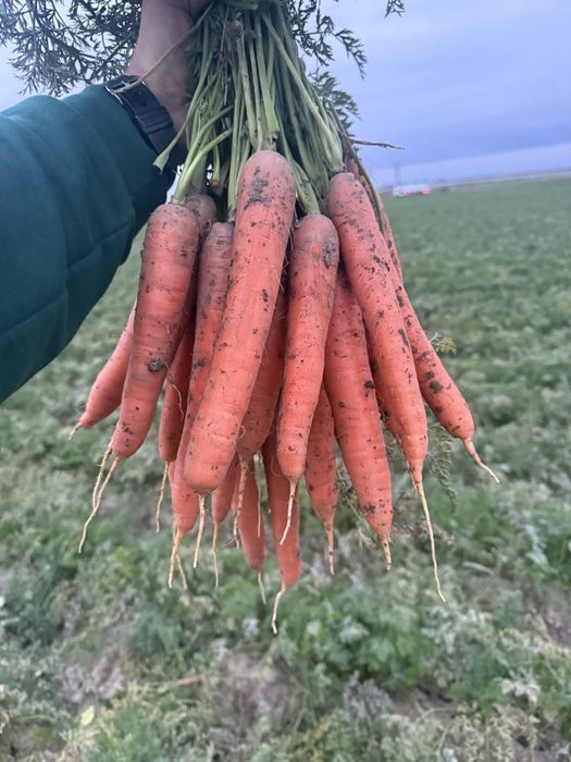 Vand morcov, patrunjel, pastarnac