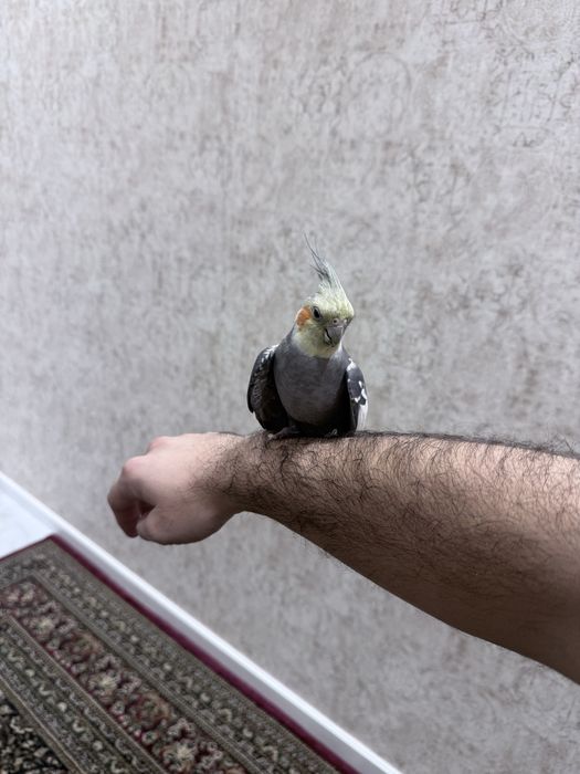 Ручный попугай корелла