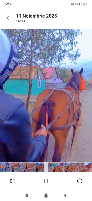 Vând sau schimb iapă de cinci ani jumate merge foarte bine la căruță