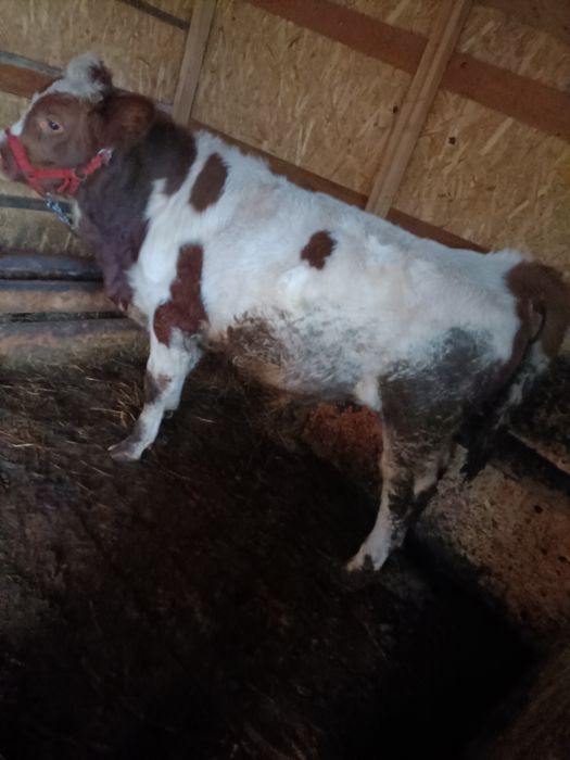 Vând vițel bălțat