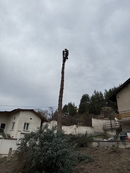 Рязане на опасни дървета в половин България / Арборист / Arborist /