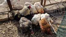 Araucana,ameraucana