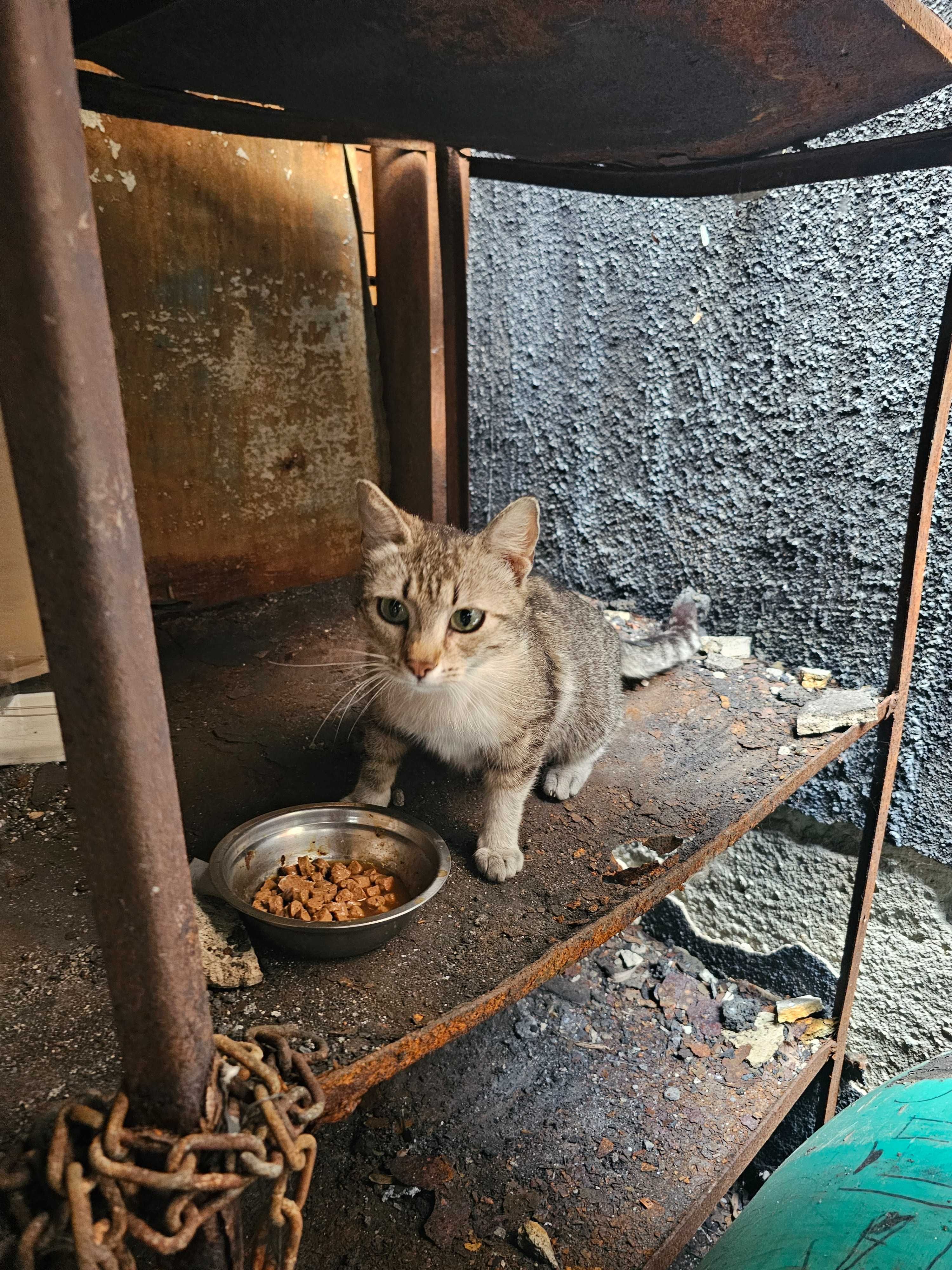 Adopție responsabila