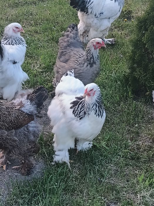 Gaini brahma mai multe varietati de culori