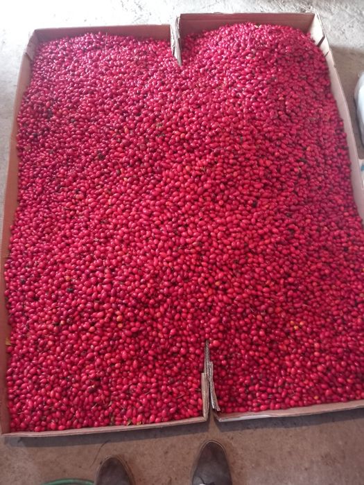 Maciese 6 ron proaspete