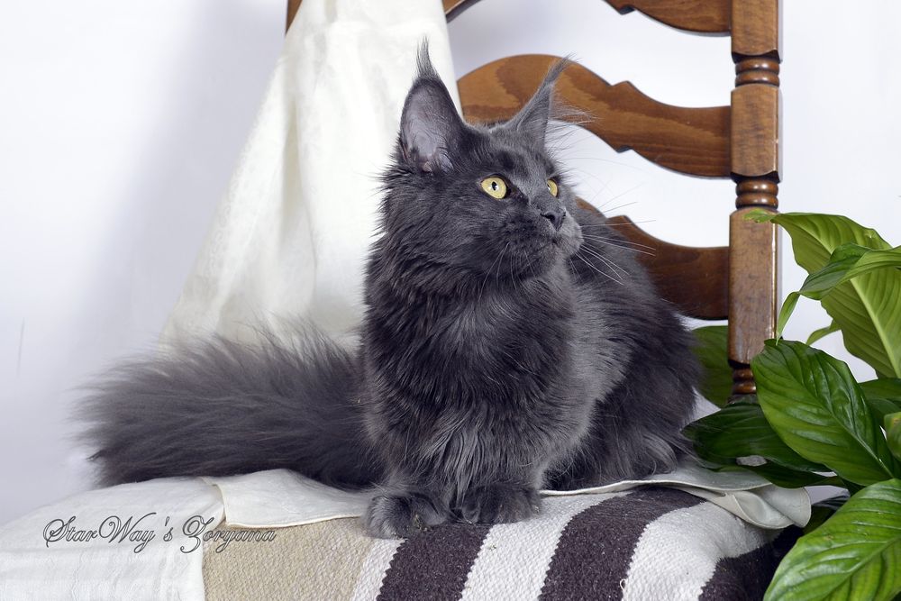 Продается кошечка