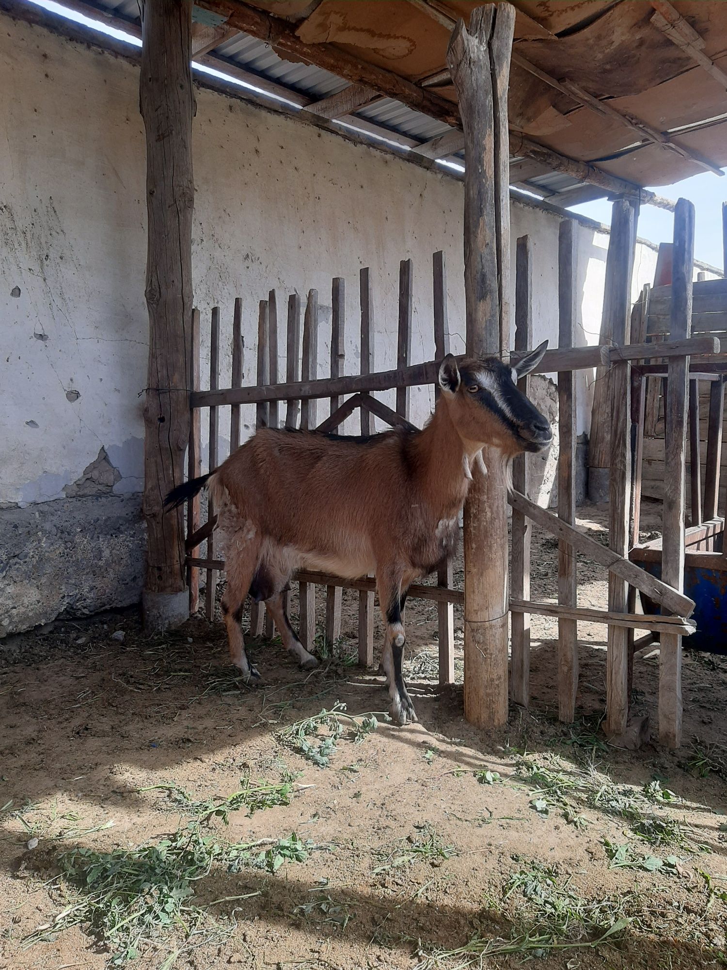 Альпи сауын ешкілер сатылады