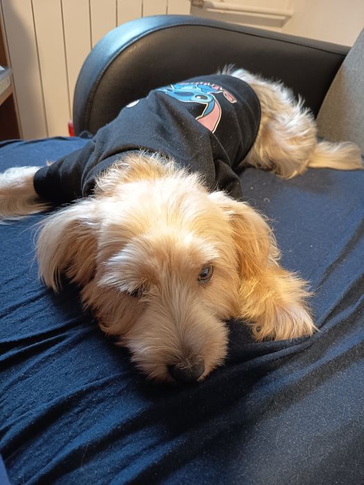 Cățelușa Yorkshire 2ani,CLEO,cu pașaport,microcip