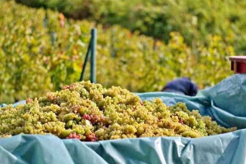 Strugurii de vin