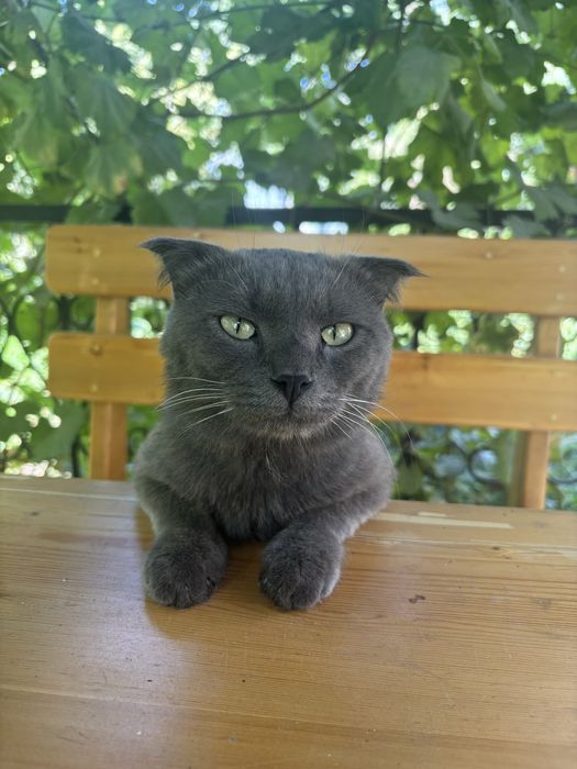 Ласковый котик шотландской породы ищет семью.