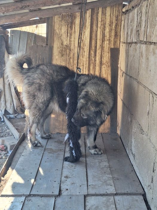 Femelă ciobanesc caucazian